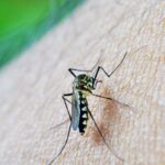 dengue-e-febre-amarela-tem-aumento-de-casos-e-obitos-em-sao-paulo