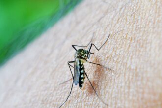 dengue-e-febre-amarela-tem-aumento-de-casos-e-obitos-em-sao-paulo