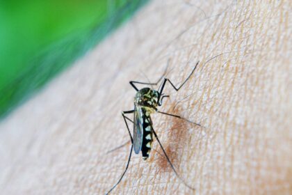 dengue-e-febre-amarela-tem-aumento-de-casos-e-obitos-em-sao-paulo