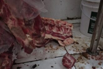 diretora-da-vigilancia-sanitaria-detalha-acao-que-apreendeu-885kg-de-alimentos-improprios-em-campos